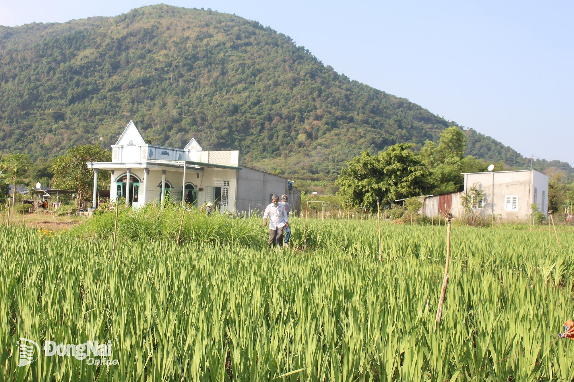 Về núi Chứa Chan để an cư, lập nghiệp