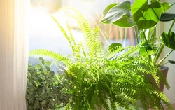 3 loại cây không nên đặt trong nhà vào năm Bính Ngọ